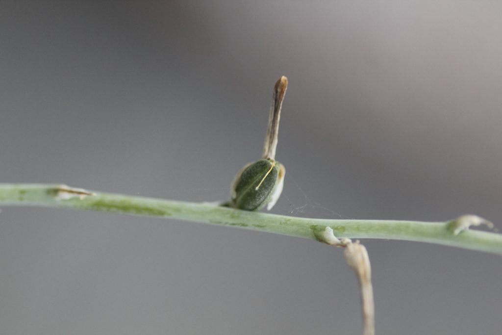Haworthia limifolia seed pods