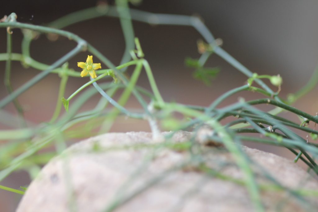 Ibervillea lindheimeri