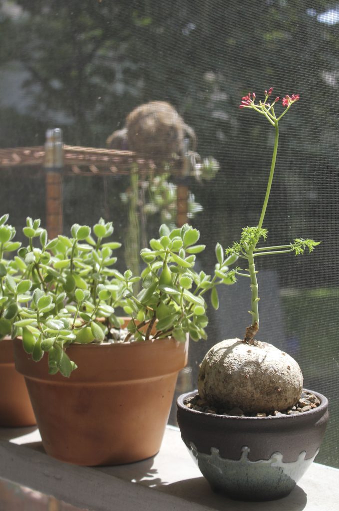 Jatropha berlandieri