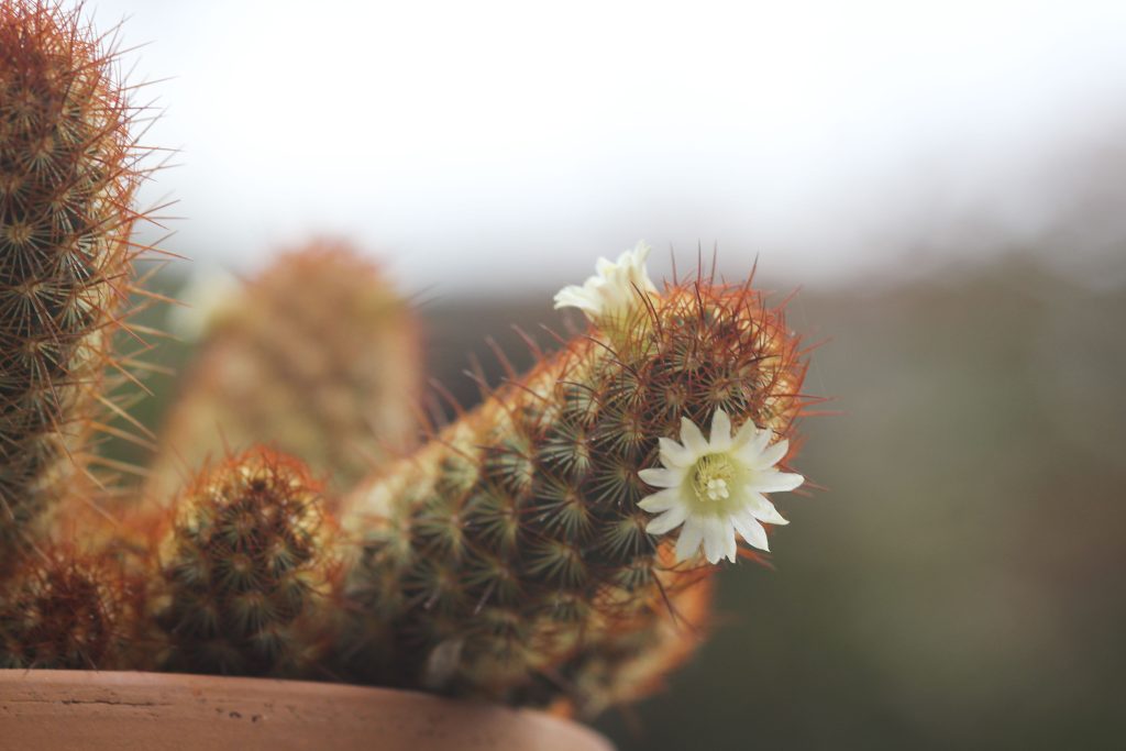 Mammillaria elongota
