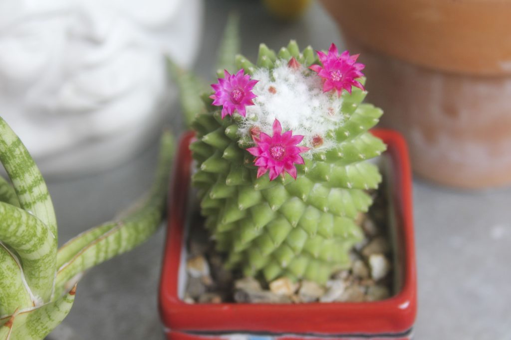 Mammillaria polythele f inermis