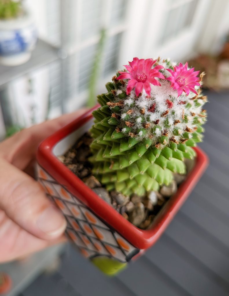 Mammillaria polythele f inermis