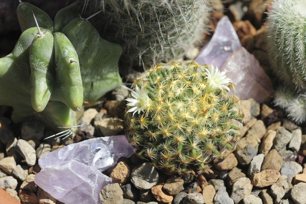 Mammillaria schiedeana