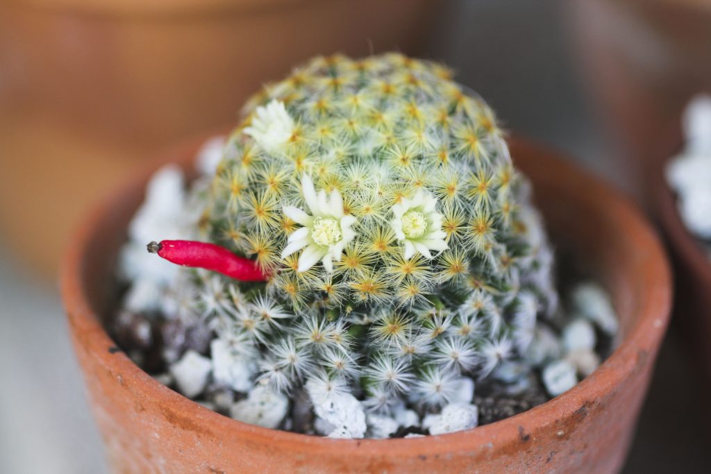 Mammillaria schiedeana