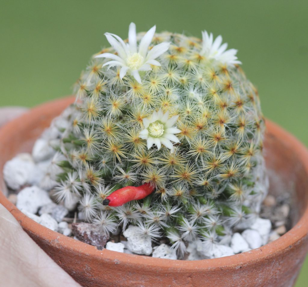 Mammillaria schiedeana