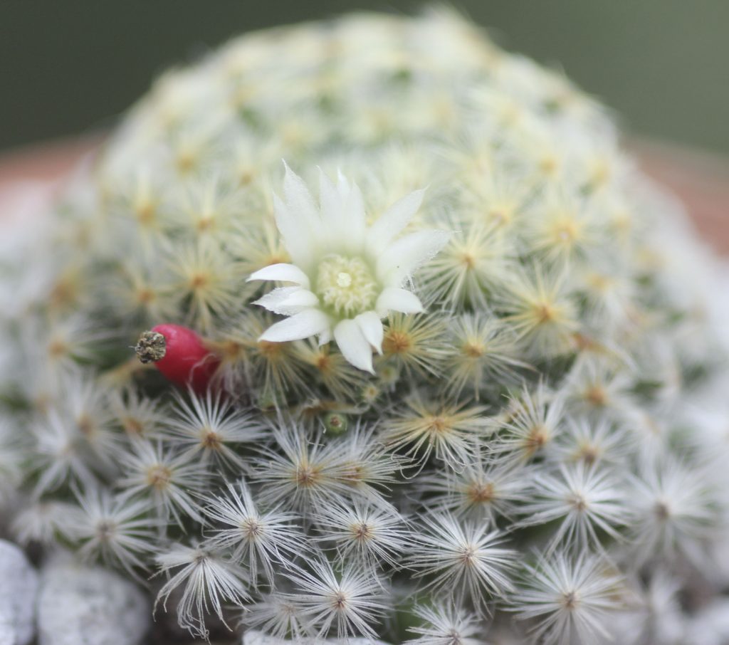 Mammillaria schiedeana with seed pod/fruit