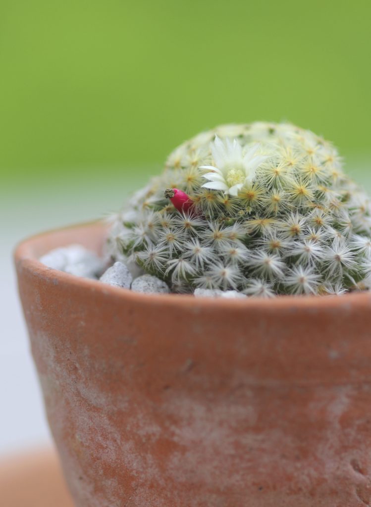 Mammillaria schiedeana with seed pod/fruit