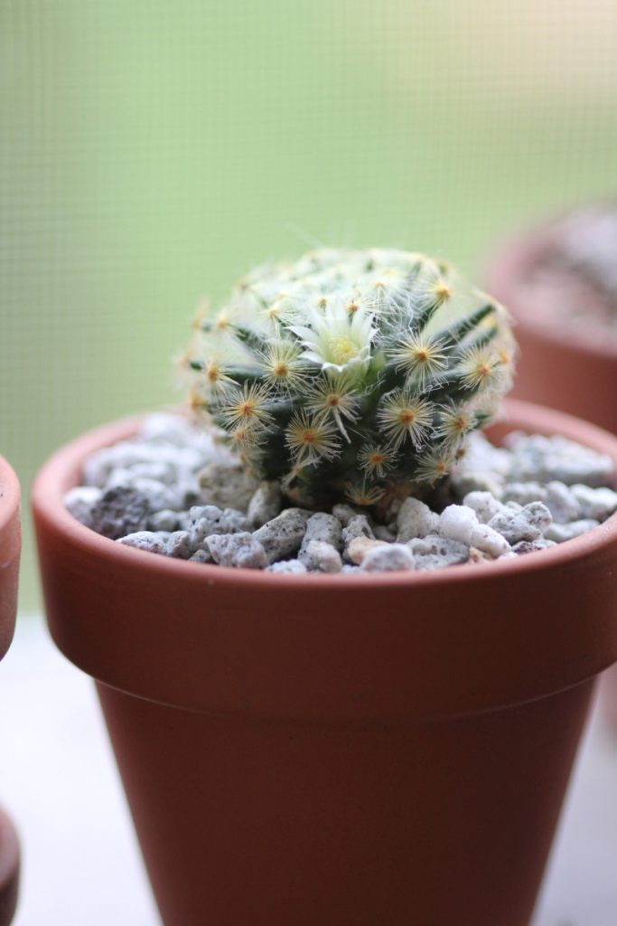 Mammillaria schiedeana