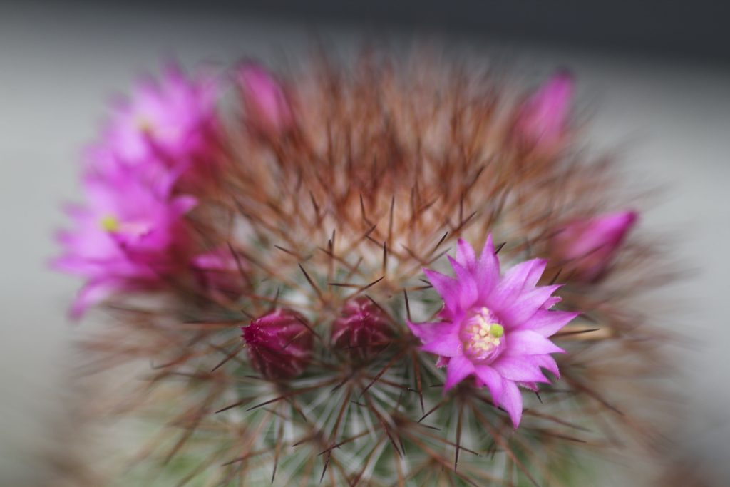 Mammillaria spinosissima
