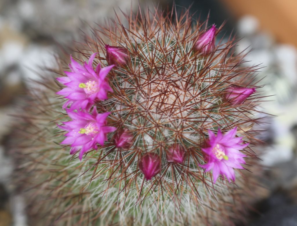Mammillaria spinosissima