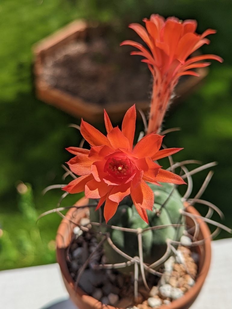 Matucana madisoniorum