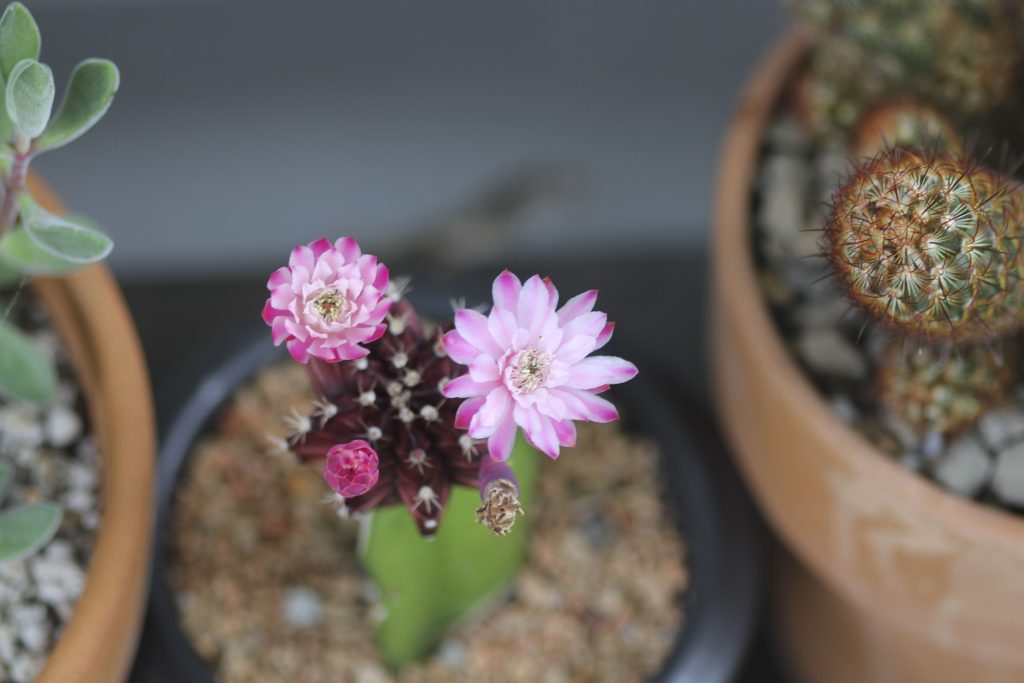 Moon cactus finally bloomed