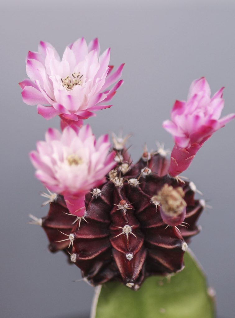 Moon cactus finally bloomed
