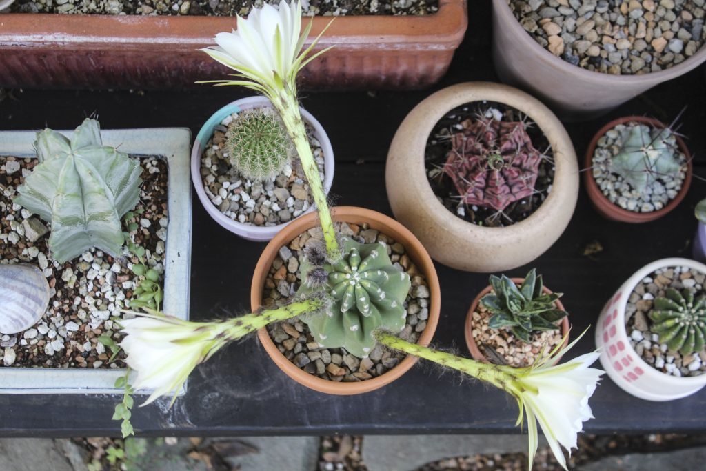 Echinopsis subdenudata 'Domino Cactus'