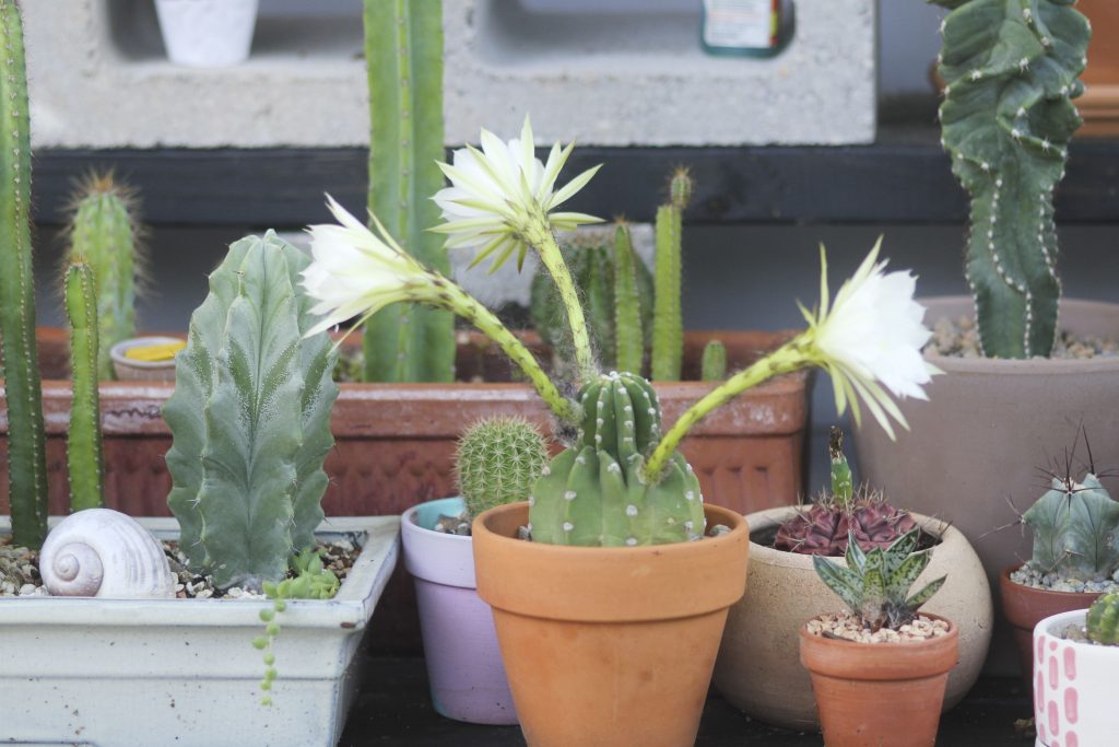 Echinopsis subdenudata 'Domino Cactus'
