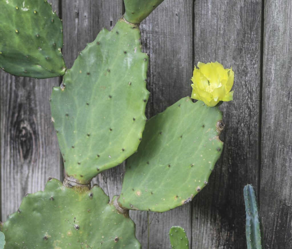 Opuntia gomei 'Old Mexico'