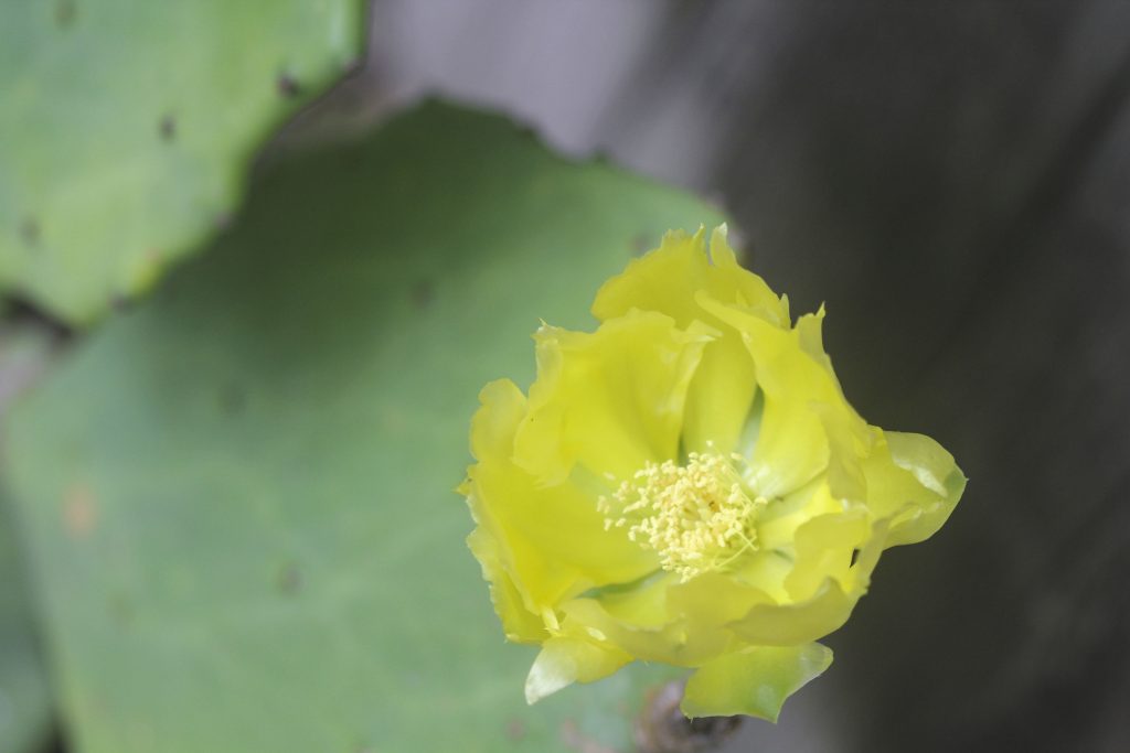 Opuntia gomei 'Old Mexico'