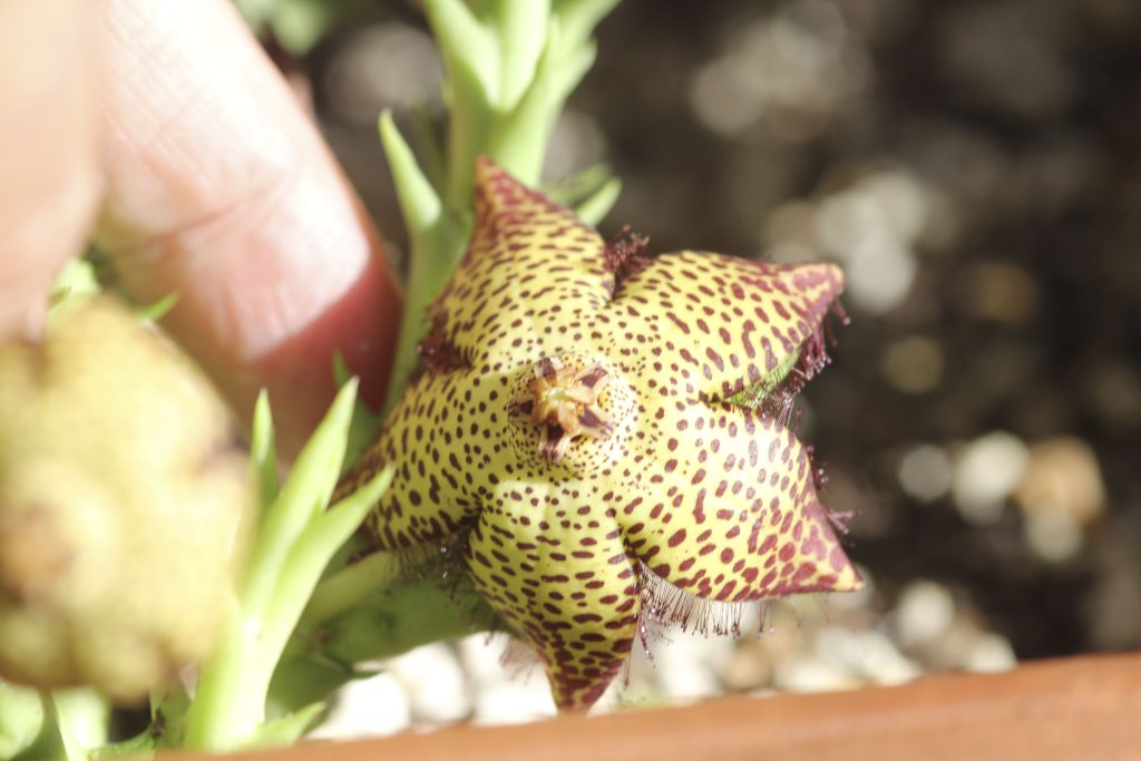 Orbea speciosa