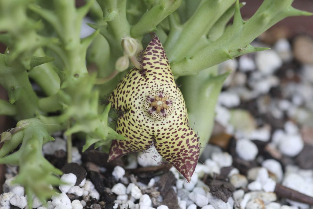 Orbea speciosa