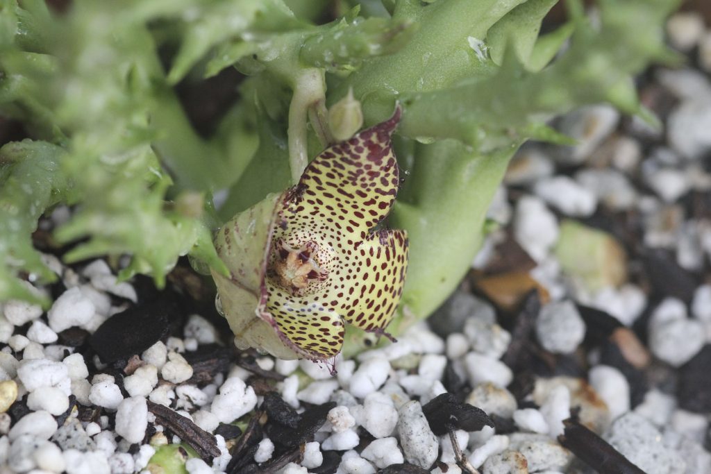 Orbea speciosa