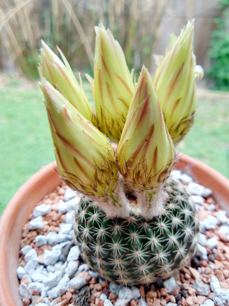 Parodia arnostiana