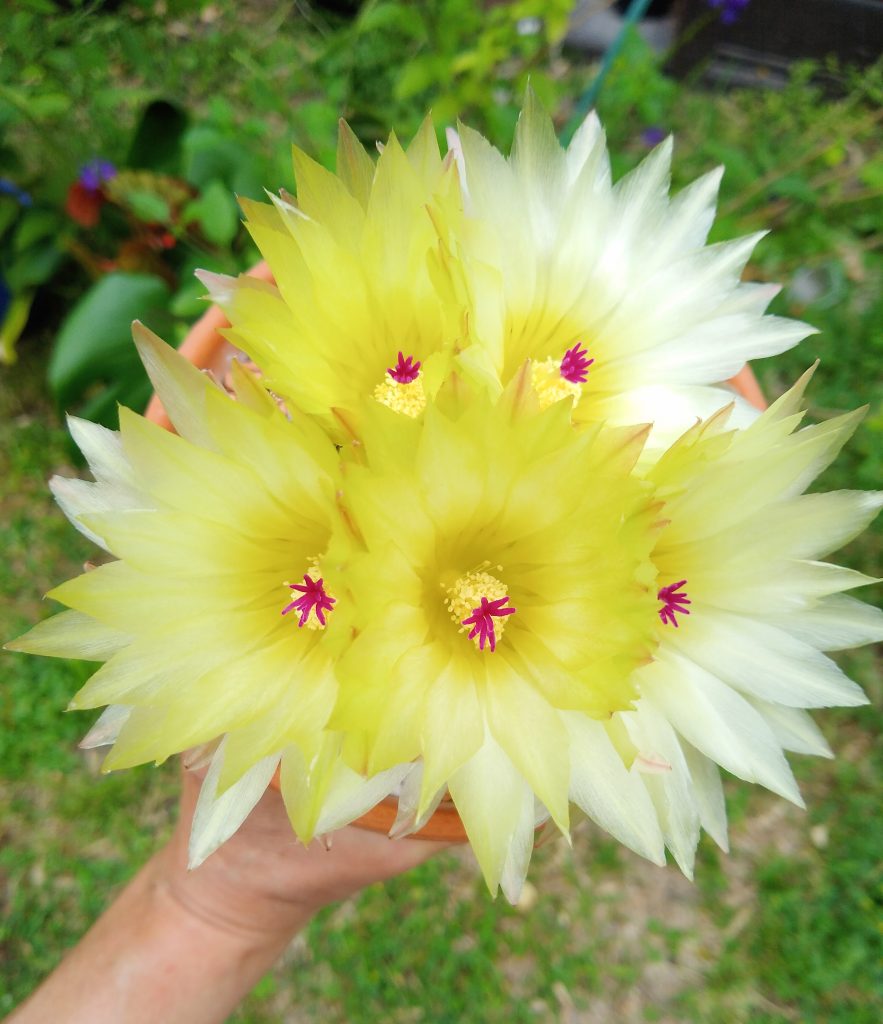 Parodia arnostiana