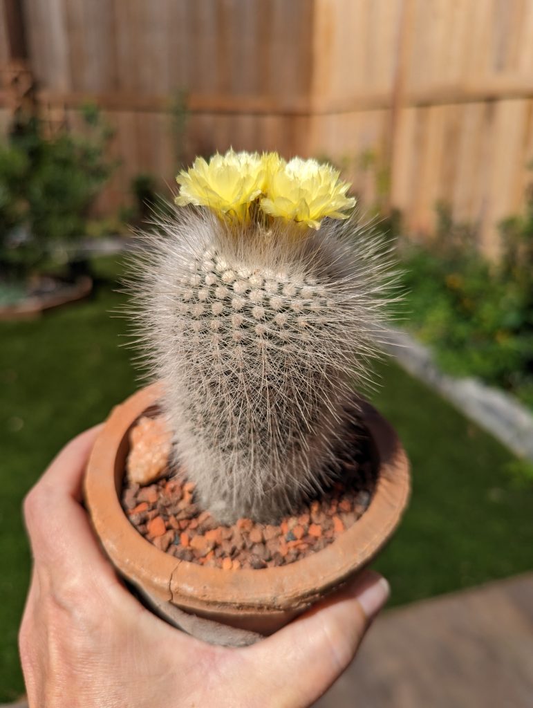 Parodia rudibuenekeri