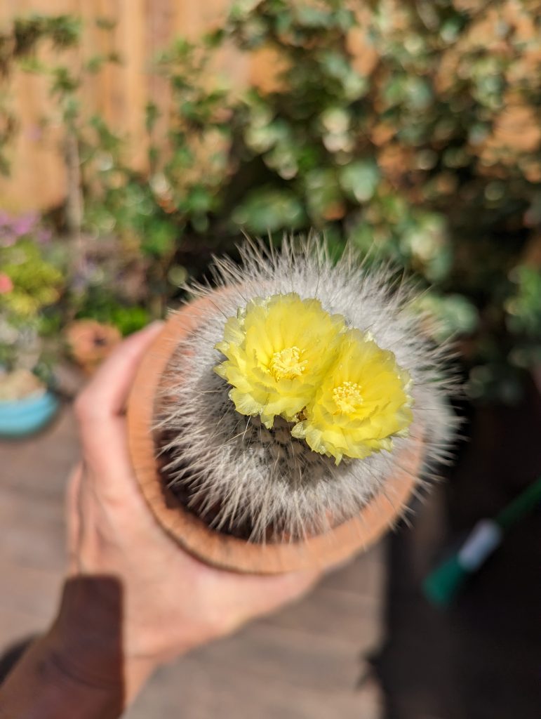 Parodia rudibuenekeri