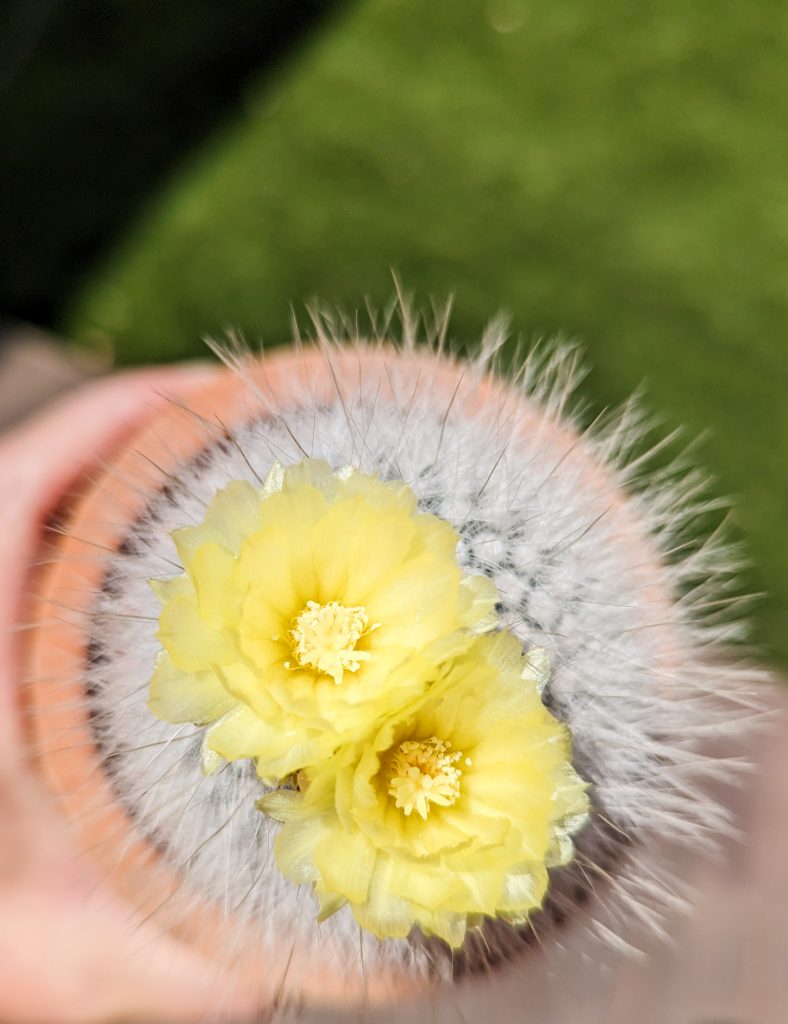 Parodia rudibuenekeri