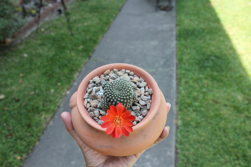 Rebutia krainziana