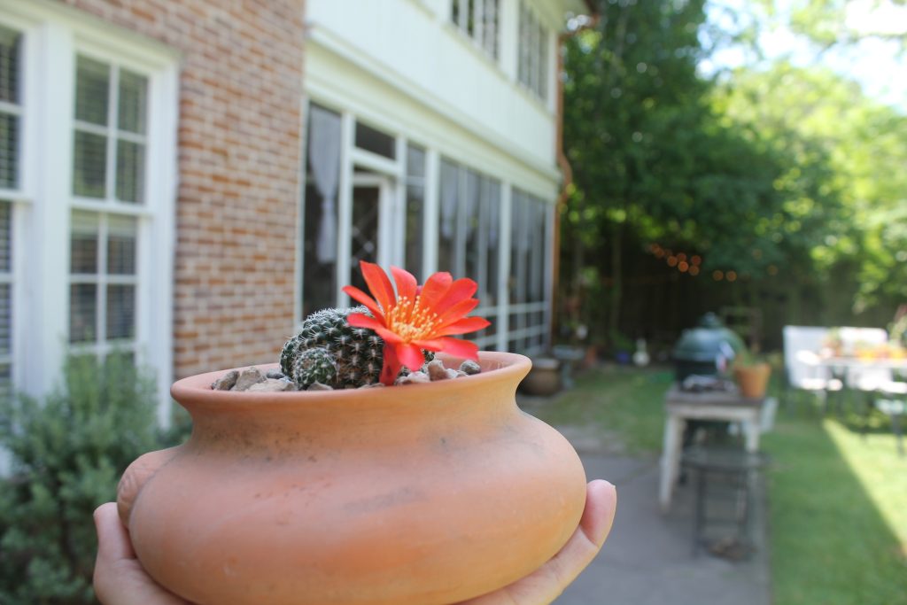 Rebutia krainziana