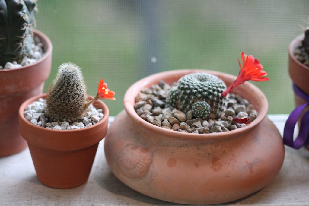 Rebutias
