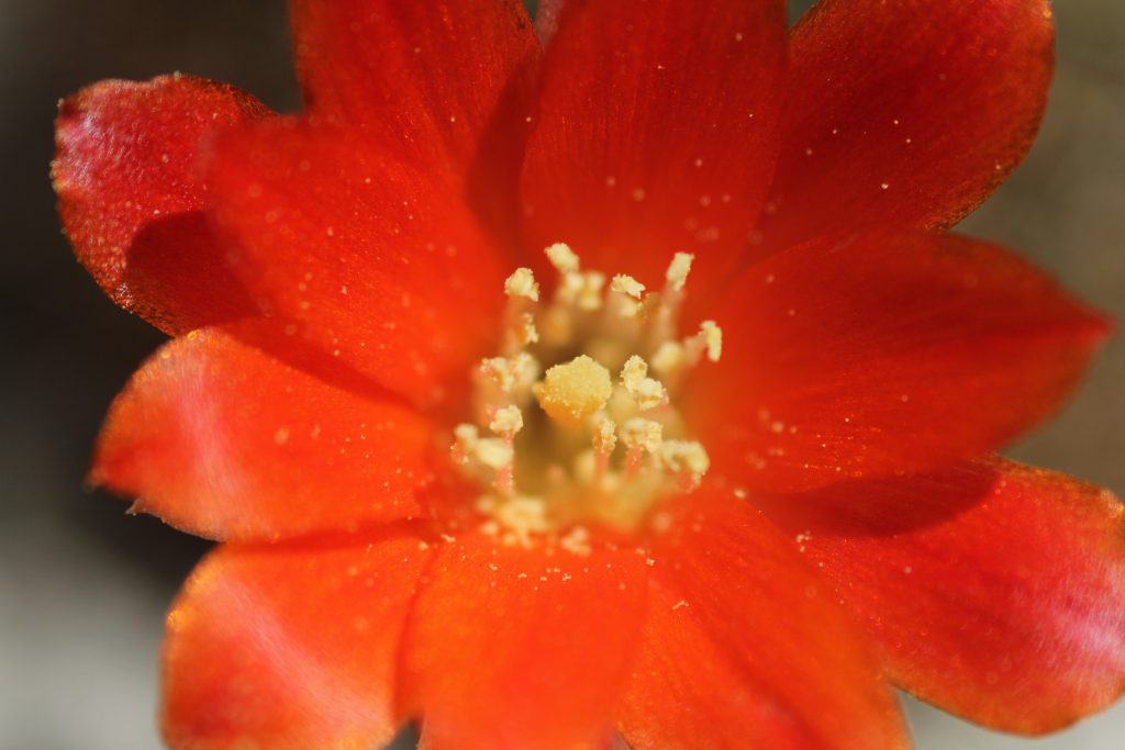 Rebutias