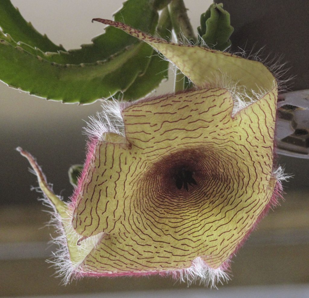 Stapelia gigantea