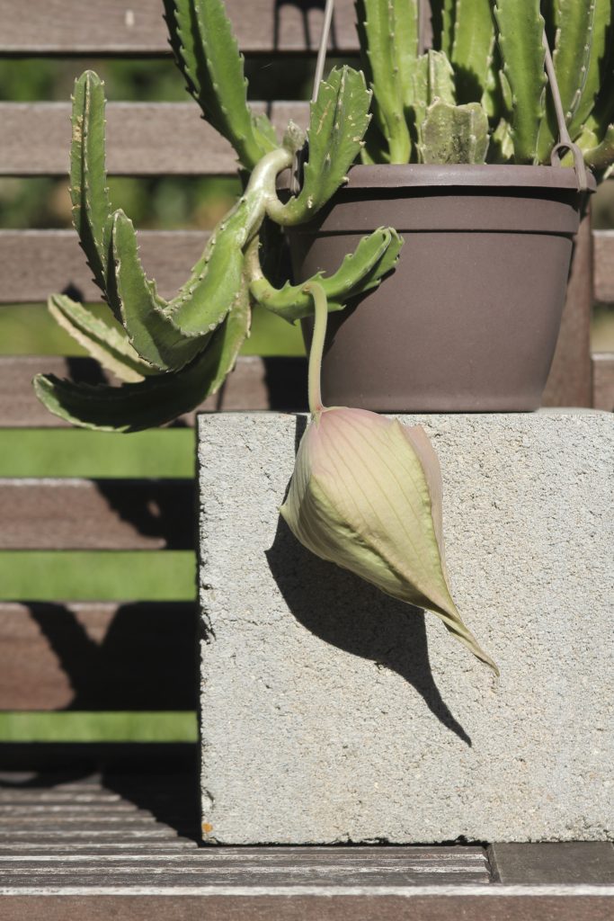 Stapelia gigantea