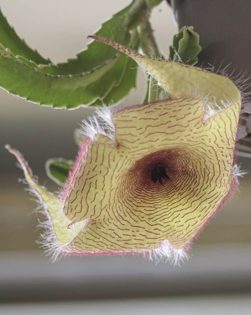 Stapelia gigantea