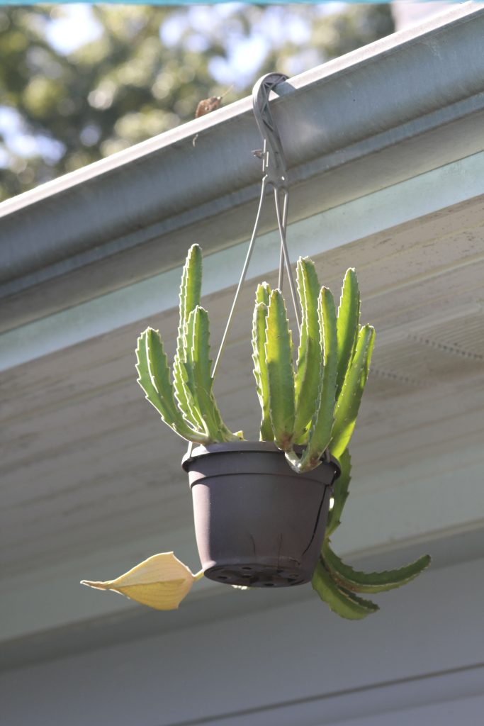 Stapelia gigantea