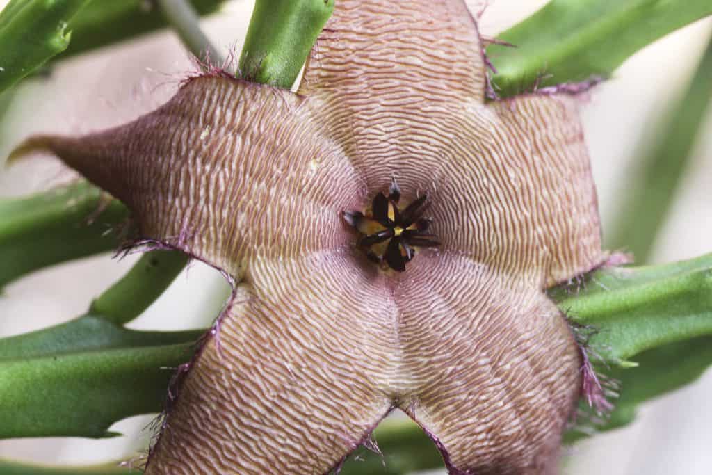 Stapelia grandiflora