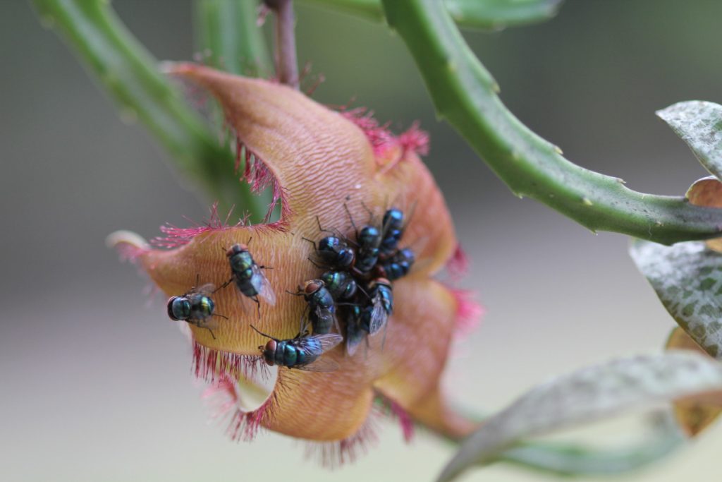 Stapelia grandiflora