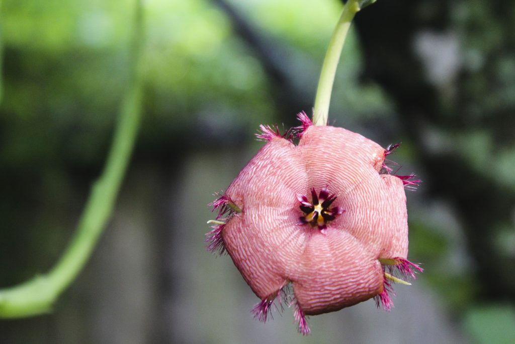 Stapelia grandiflora