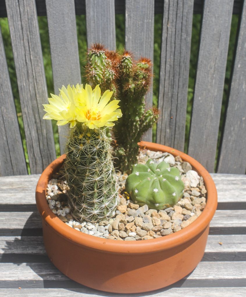 Thelocactus setispinus - steady bloomer