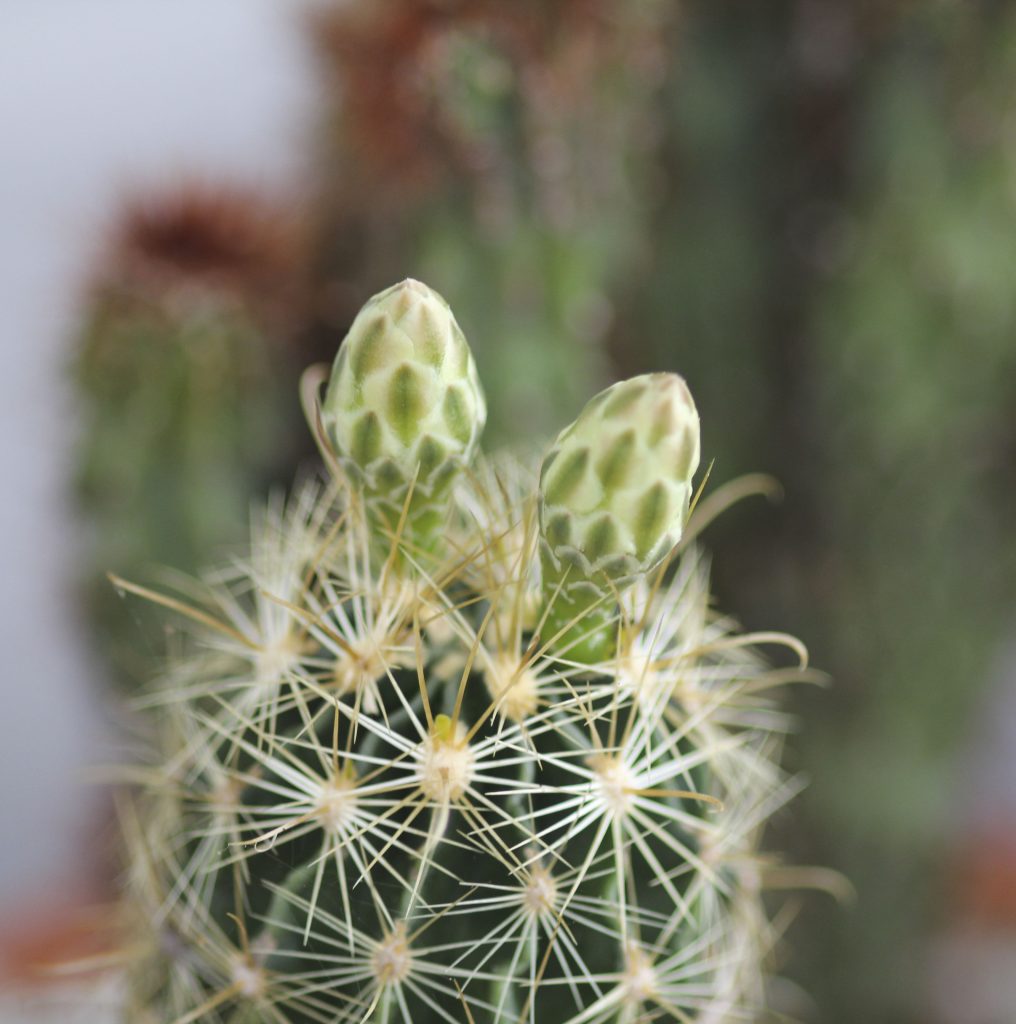 Thelocactus setispinus