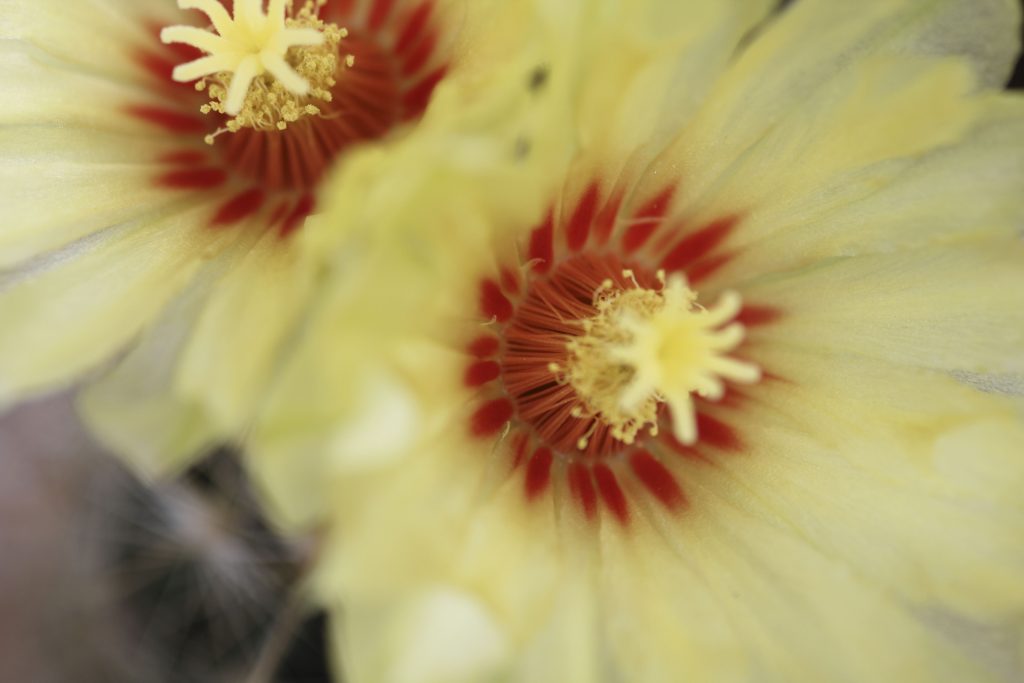Thelocactus setispinus