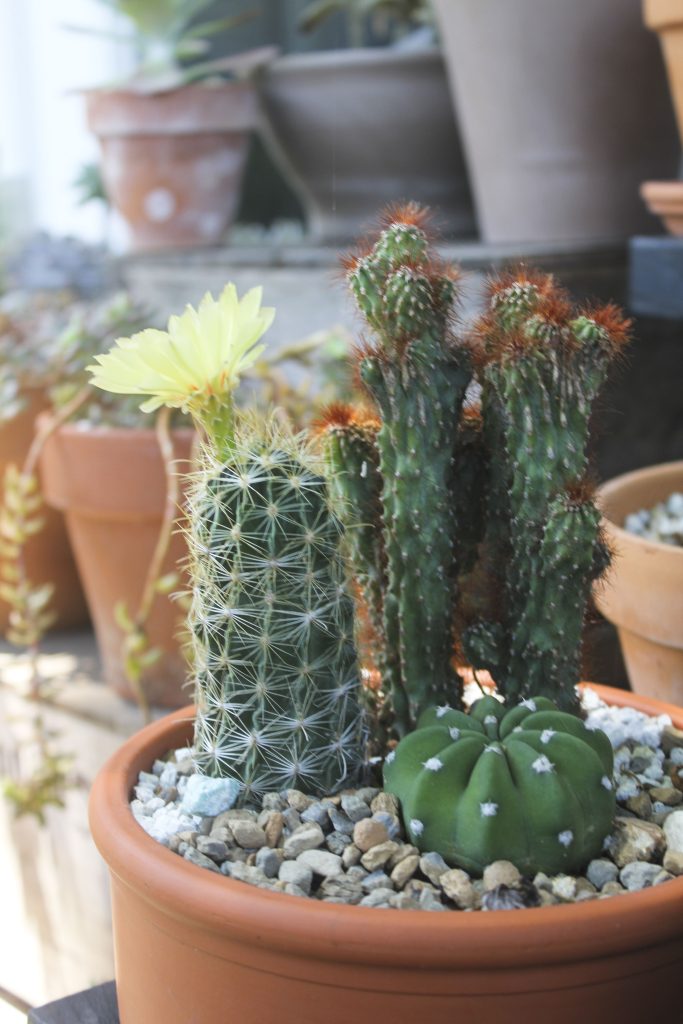 Thelocactus setispinus