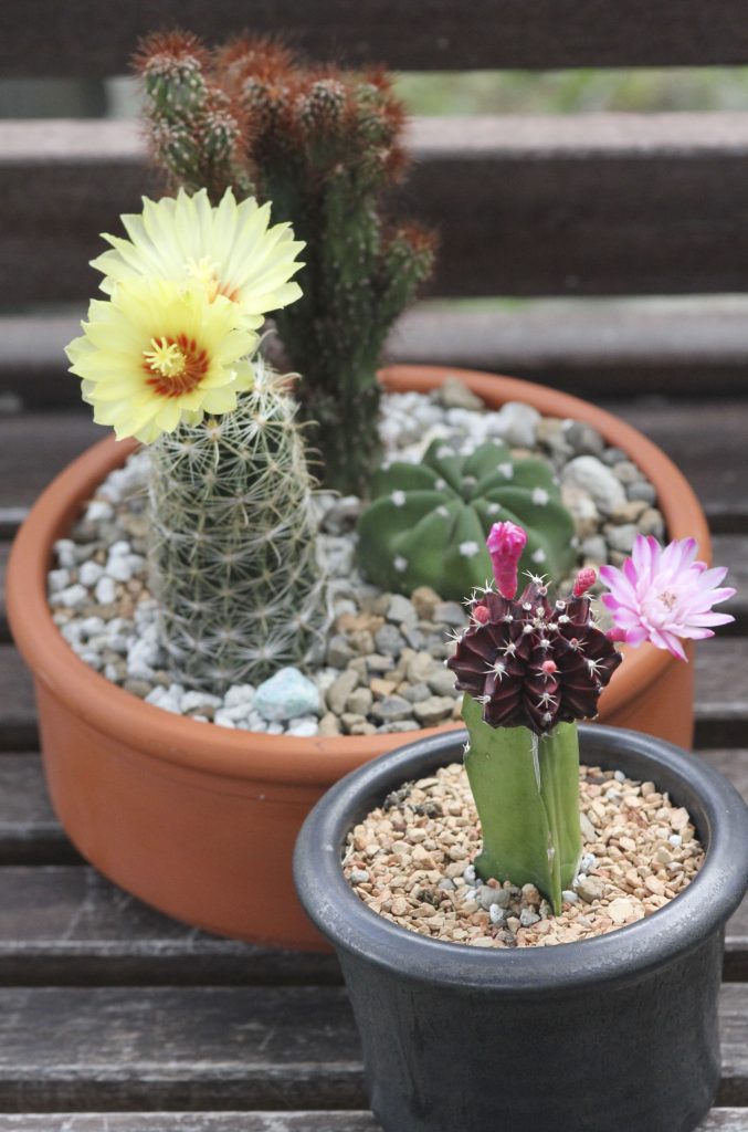 Thelocactus setispinus with Moon cactus