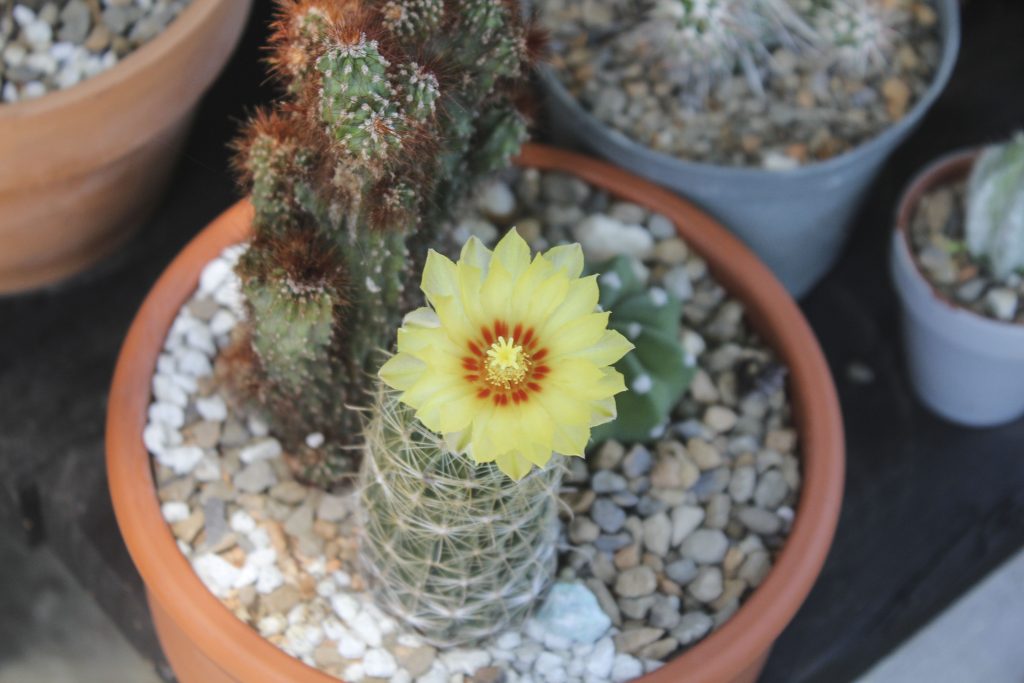 Thelocactus setispinus