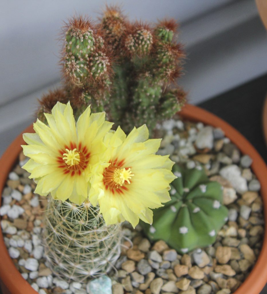 Thelocactus setispinus