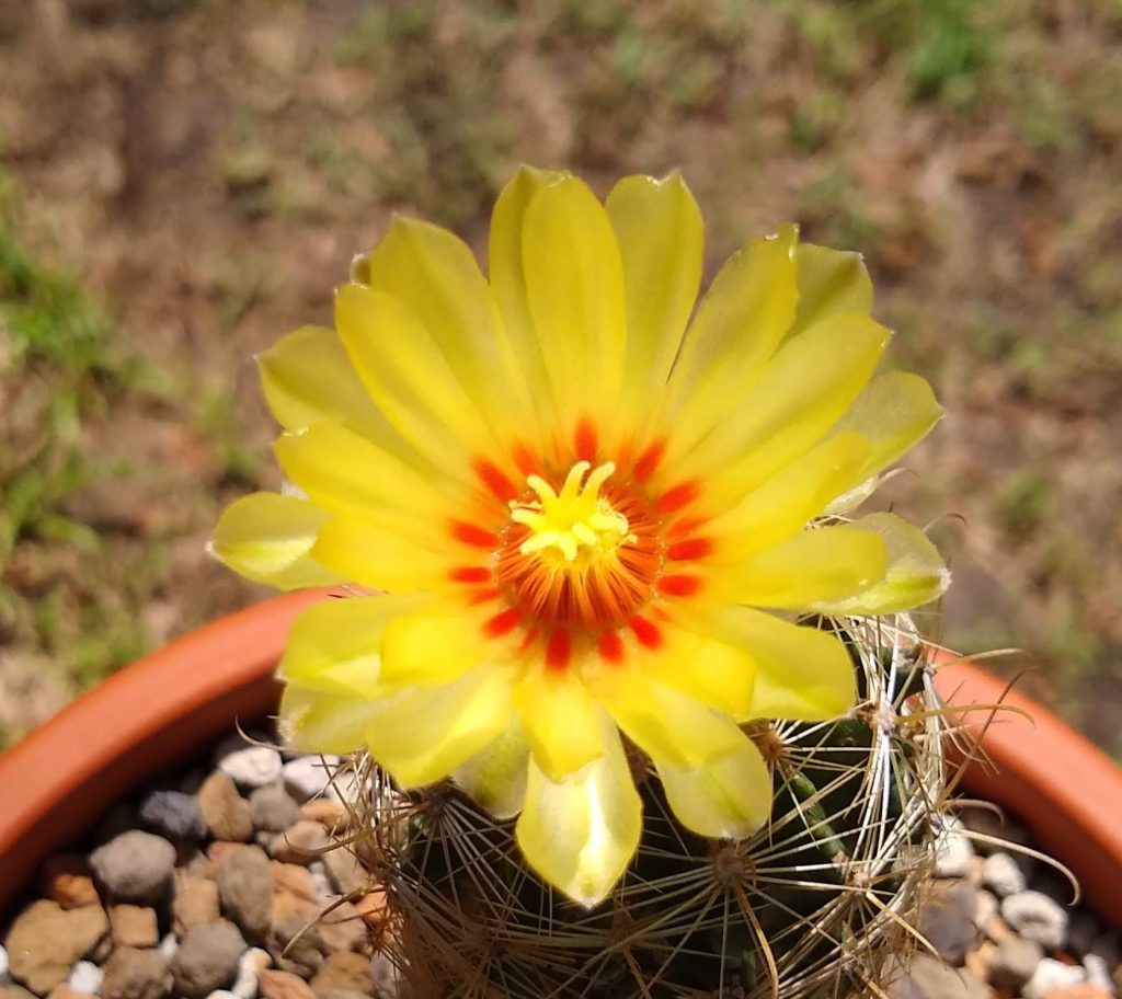 Thelocactus setispinus