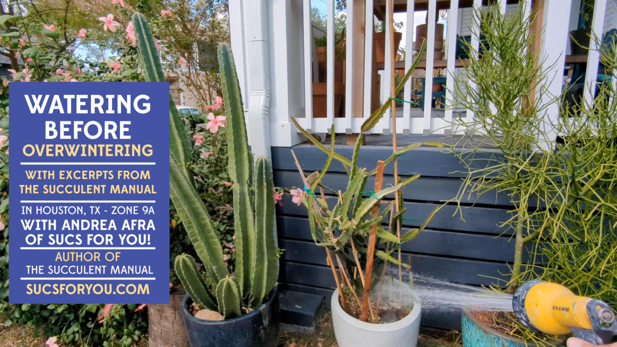 Succulent Tips: Watering before overwintering