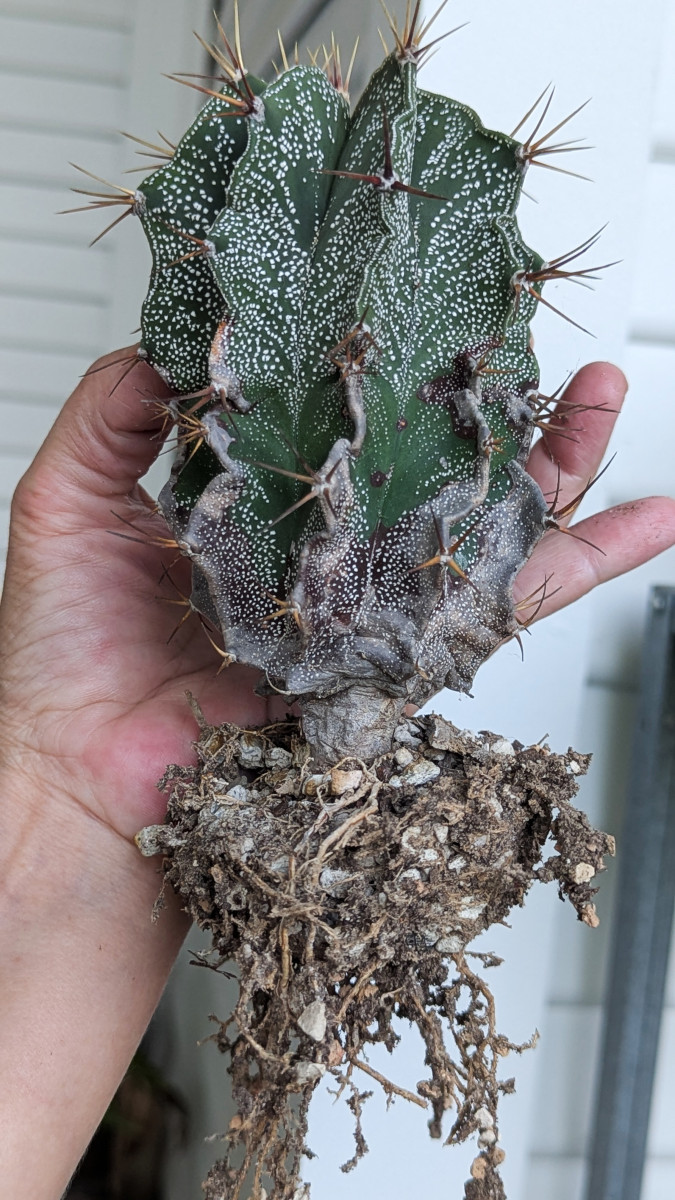 Astrophytum ornatum